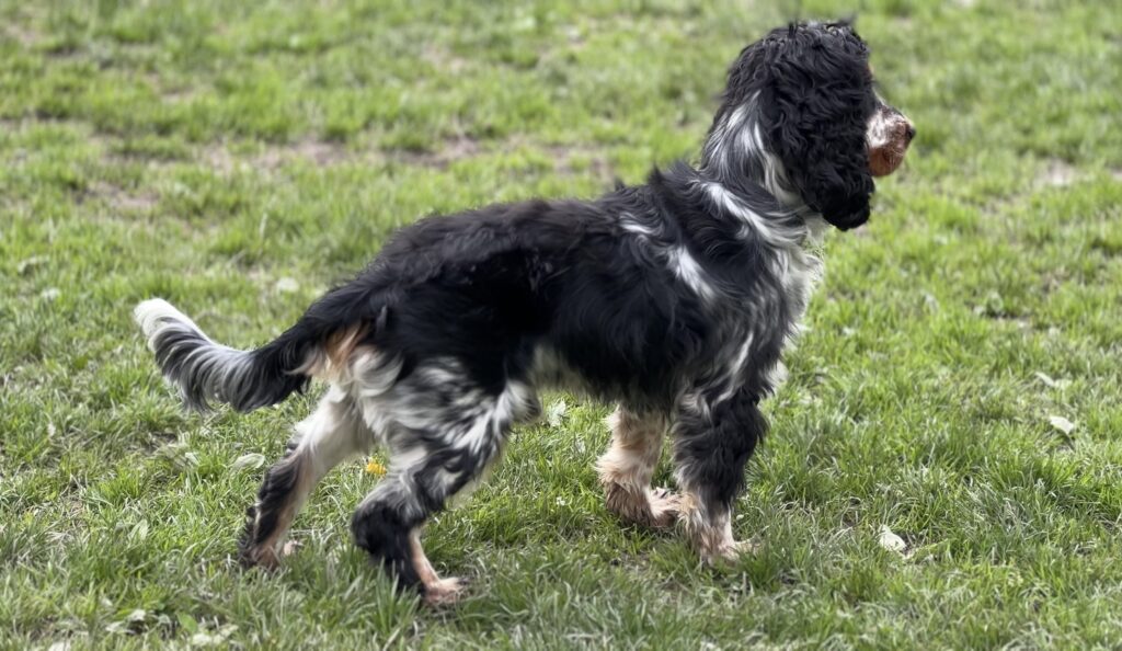 Haustiere benötigen die perfekte Nahrung um lange gesund zu sein: Das richtige Futter für Haustiere hat eine entscheidende Bedeutung gerade für Hund und Katze