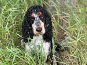 Das Fressen für den Hund ist angerichtet